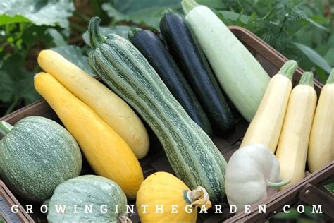 Summer Squash Varieties 8 Best Types To Grow Growing In The Garden