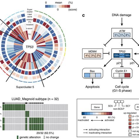 Association of activating cell cycle with TP53 mutation in... | Download Scientific Diagram