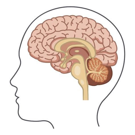 Vista Lateral Del Cerebro Humano Vector Premium