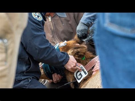 GPS Collaring Study Launched To Help With Front Range Elk Management