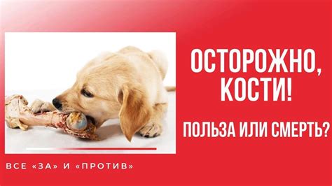 ОСТОРОЖНО, кости ! Кости для собак: все «за» и «против». Опасны ли ...