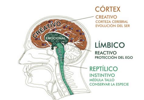 Categoría Cerebro Triuno Neuromanagent para universitarios