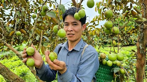 Harvesting Star Apple Fruit Sapodilla Fruit Goes To The Market Sell