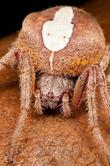 Orb Weaver Spider Eriophora Ravilla Bugguide Net