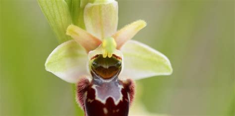 Una guía identifica las 34 especies de orquídeas conocidas en el parque