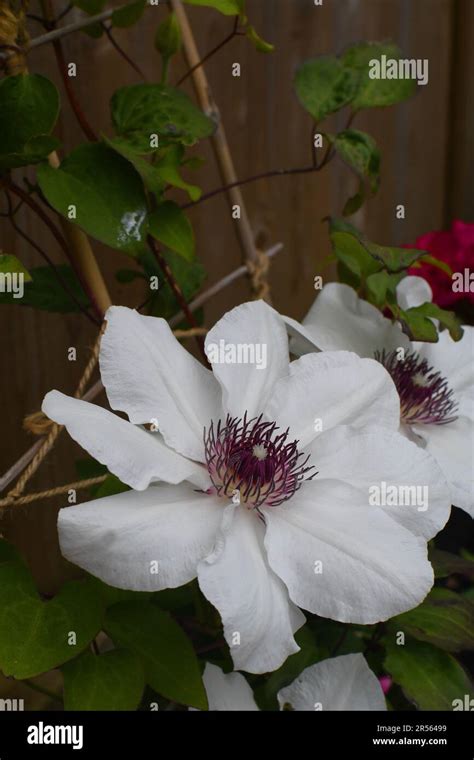 Clematis Boulevard Ninon Stock Photo Alamy