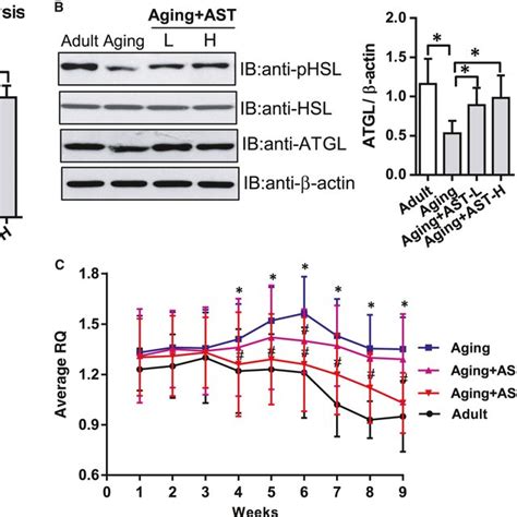 The effects of Astragaloside IV (AST) on lipolysis, lipase and ...