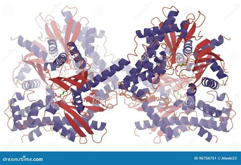 Hexokinase Stock Illustrations 5 Hexokinase Stock Illustrations