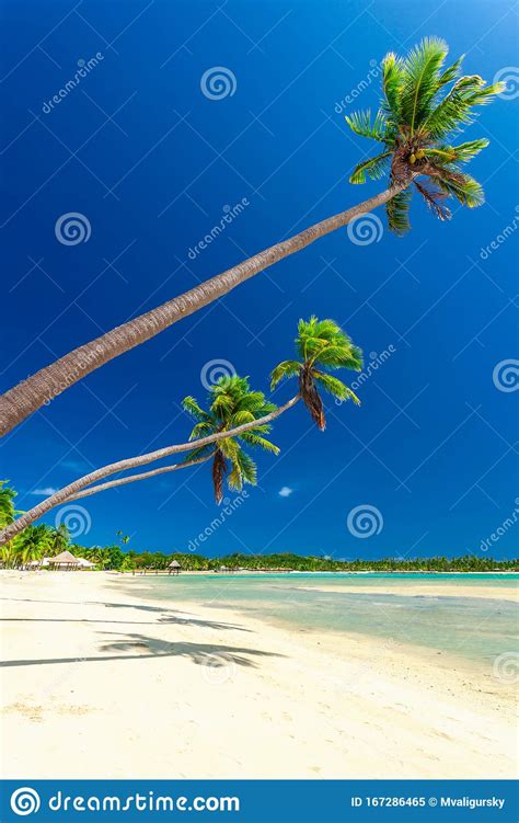 Tropical Beach With Coconut Palm Trees And Clear Lagoon Fiji Islands