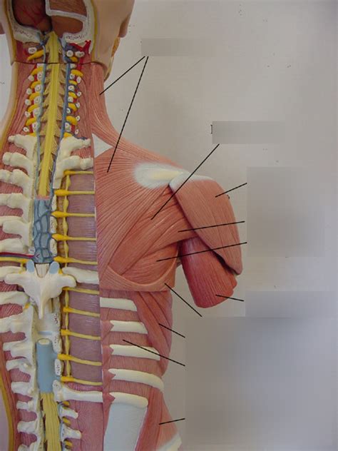 Upper Back Muscles Diagram | Quizlet