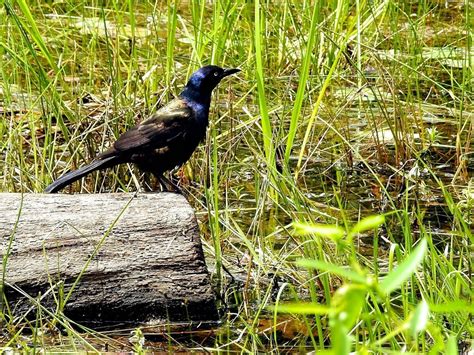 Common Grackle Ewa Guide To The Birds Of The Fells Massachusetts Us