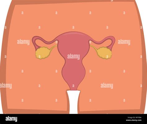 Female Reproductive System In A Body Stock Vector Image And Art Alamy