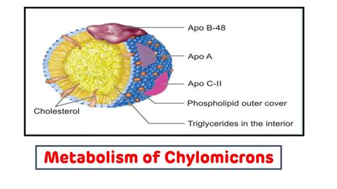 Chylomicron Metabolism Biochemistry || Chylomicron Transport - YouTube