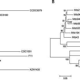 Phylogenetic Relationships Of M Tuberculosis Isolates Based On Snps