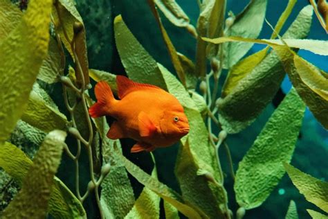 Famous Aquarium In Lisbon: 5 Reasons To Visit