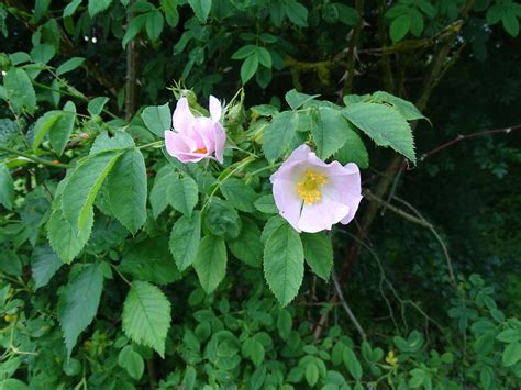 Rubus Canina Dog Rose Rosaceae College Dog Plants Diy Dog