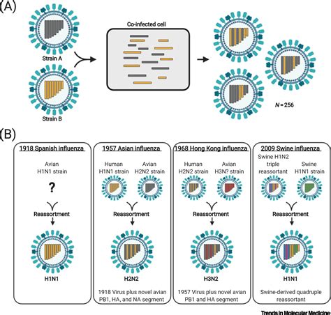 Influenza A Viruses Understanding Human Host Determinants Trends In