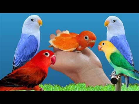 Lovebird Breeding Setup Lovebirds Colony Breeding Aviary How To