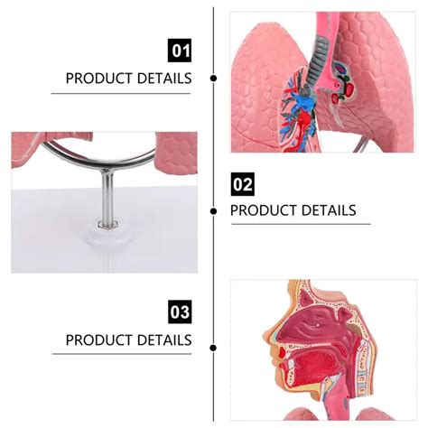 Modelo De Pulm O Humano Em Tamanho Real Anatomia Sistema Respirat Rio