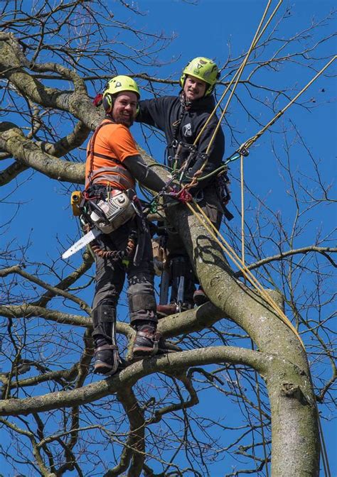 Tree Surgeons Wiltshire And Hampshire Wilts And Hants Tree Care