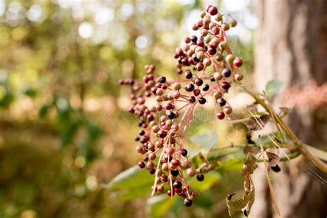 Plants Growing In A Coniferous Forest Stock Photo - Image of flowers ...