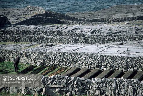 Inishmore Aran Islands Co Galway Ireland Farmer Cutting Lazy Beds For