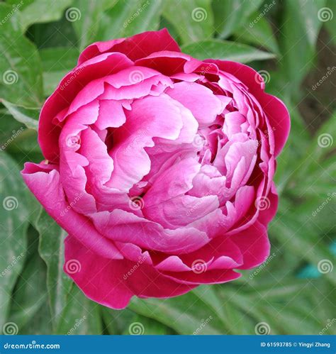 Chinese Herbaceous Peony Flower Paeonia Lactiflora Stock Image Image