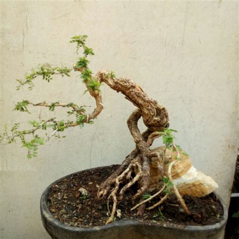 Jual Bonsai Asam Saraf Shopee Indonesia