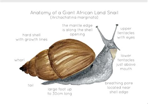 Anatomy Of A Giant African Snail By Teach Simple