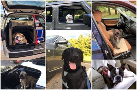 12 Best Cars For Dogs Us News