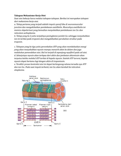 Tahapan Mekanisme Kerja Otot Berikut Ini Merupakan Tahapan Dari