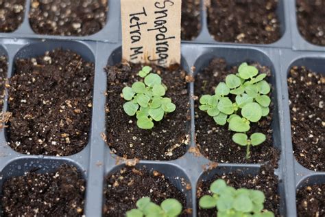 All About Snapdragons: How to Start from Seed, Transplant, and Grow ...