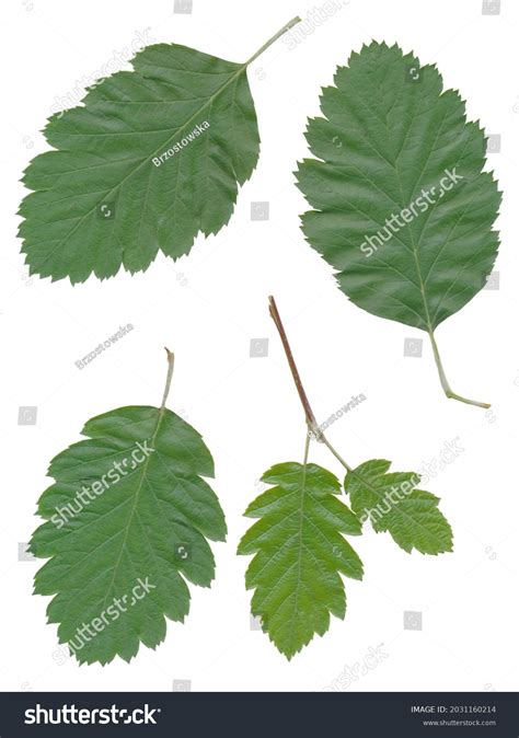 14,255 Sorbus leaf Images, Stock Photos & Vectors | Shutterstock