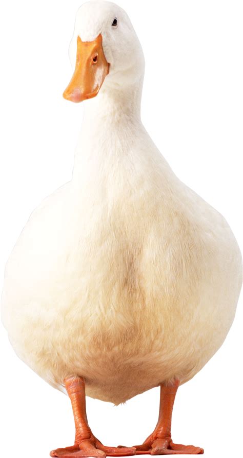 Collection Of Goose Hd Png Pluspng