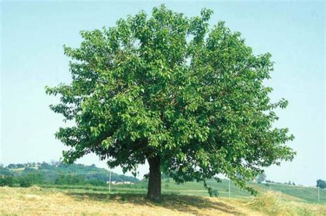 Acerca De La Morera En Los Urales Plantaci N Y Cuidado Cultivo En