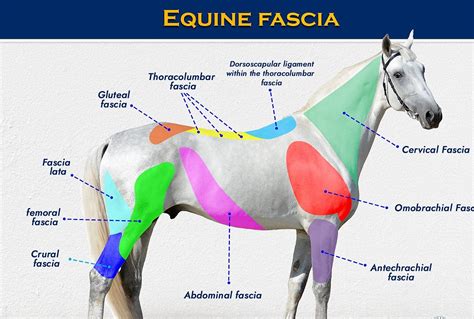 Learn About Fascinating Equine Fascia