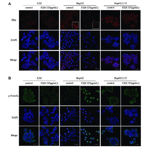 The Effects Of 17β Estradiol 0125 μgml For 48 H On Erα A And