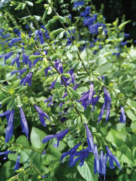 Anise Sage Salvia - Farragut Life