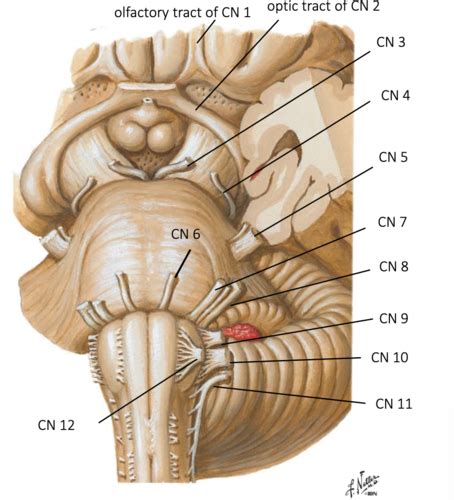 Patho Ii Neuro Module Flashcards Quizlet