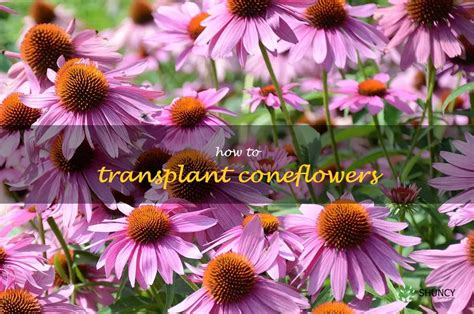 A Step By Step Guide To Transplanting Coneflowers ShunCy