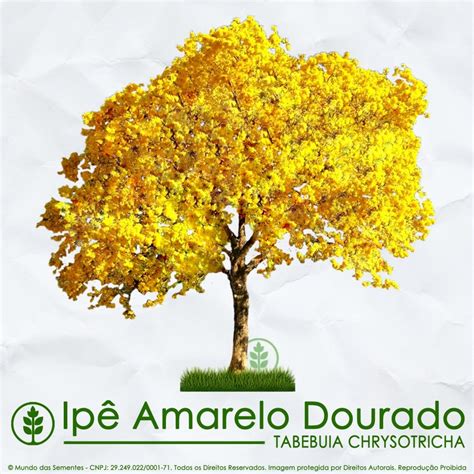 🌳 Sementes De Ipê Amarelo Dourado Tabebuia Chrysotricha Compre Agora