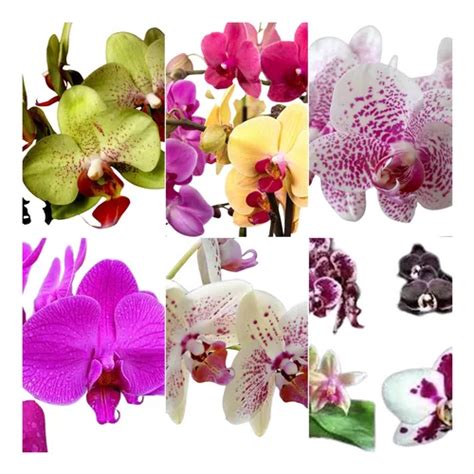 Pacote 12 Mudas De Orquidea Lindas Phalaenopsis Pré Adulta