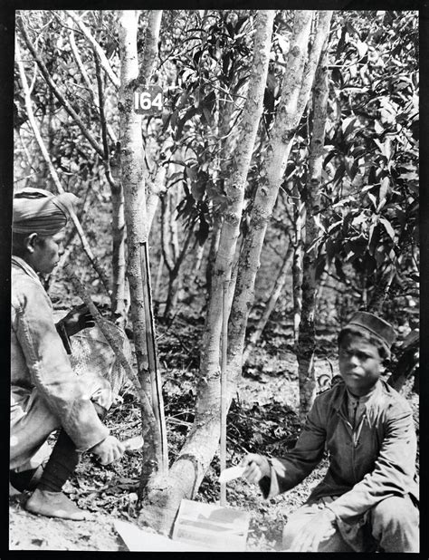 Colonial Science Of Cinchona Bark Interview With Ting Chaong Wen