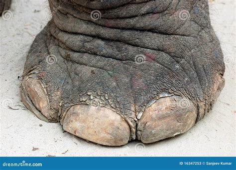 Elephant Foot Stock Photos - Image: 16347253