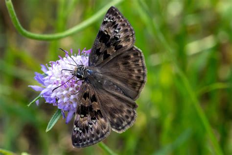 Horace S Duskywing From Northeast Carrollton Carrollton Tx Usa On