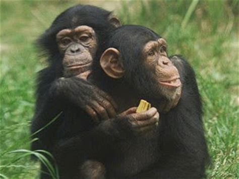 Wap33 Do You Know About Chimpanzee Communication