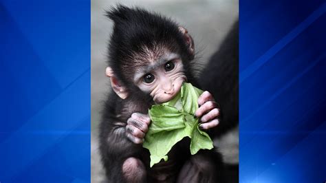 Black-crested mangabey named Zingo born at Brookfield Zoo - ABC7 Chicago