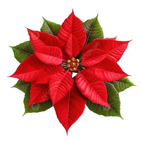 Gran Flor De Pascua Roja Con Hojas Verdes Png Dibujos Flor De Pascua Flor Navidad Png Imagen