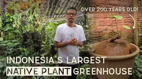 The Largest Range Of Native Plants Of Indonesia Sampang The Morning