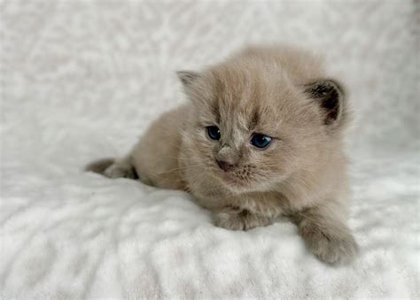 kittens for sale in virginia beach 2